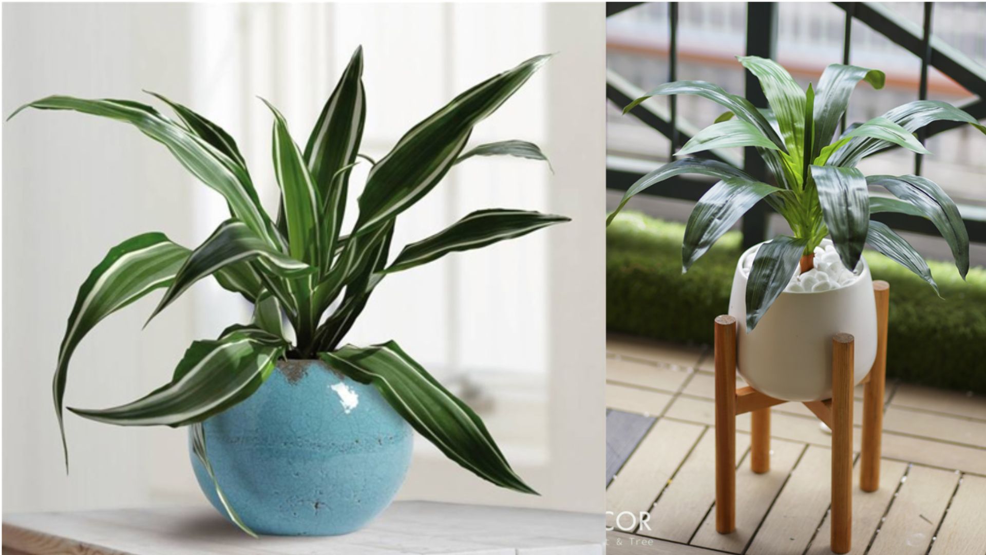 Cách Chăm Sóc Cây Thiết Mộc Lan